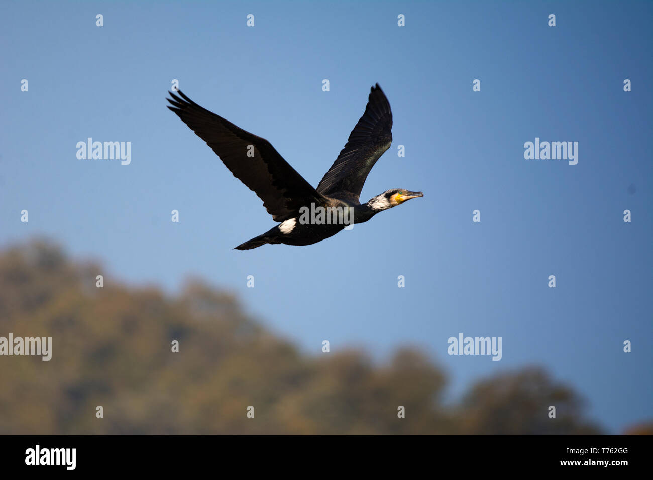 Great black cormorant in flight Stock Photo Alamy
