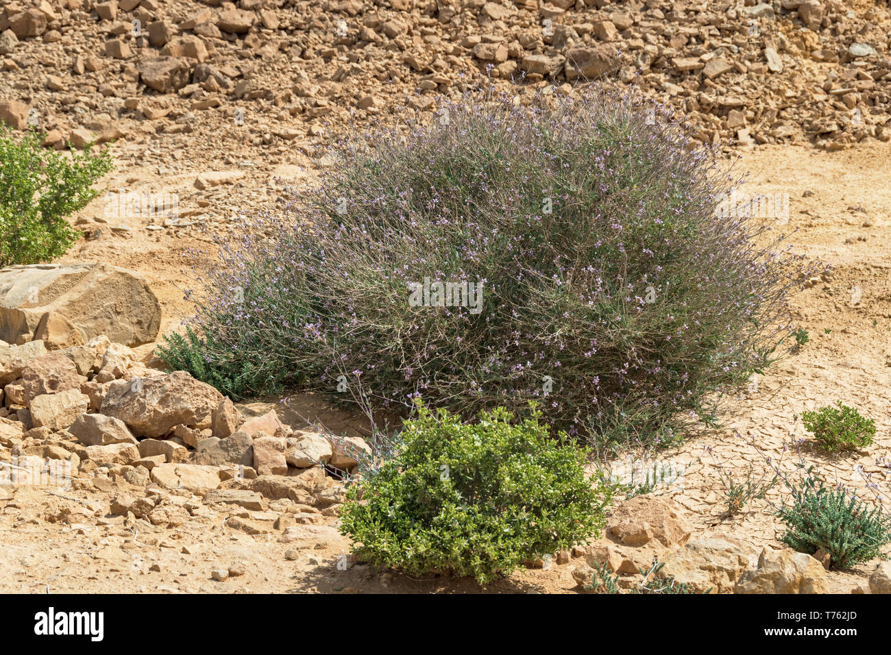 two small shrubs that are typical arava desert vegetation growing in the eilat mountains in israel Stock Photo
