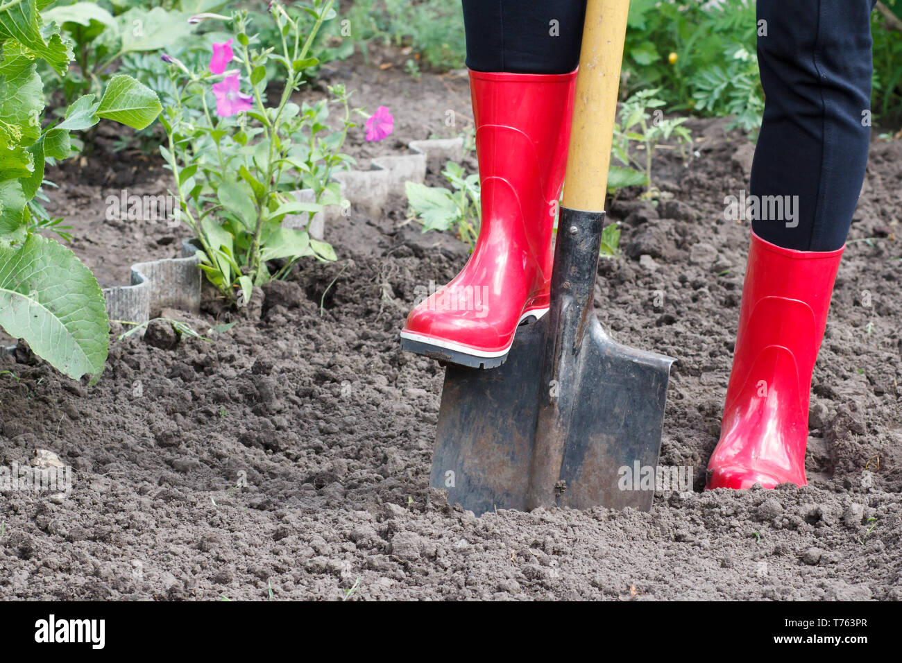 Gardener in red rubber boots is digging soil. Female farmer digs in a ...