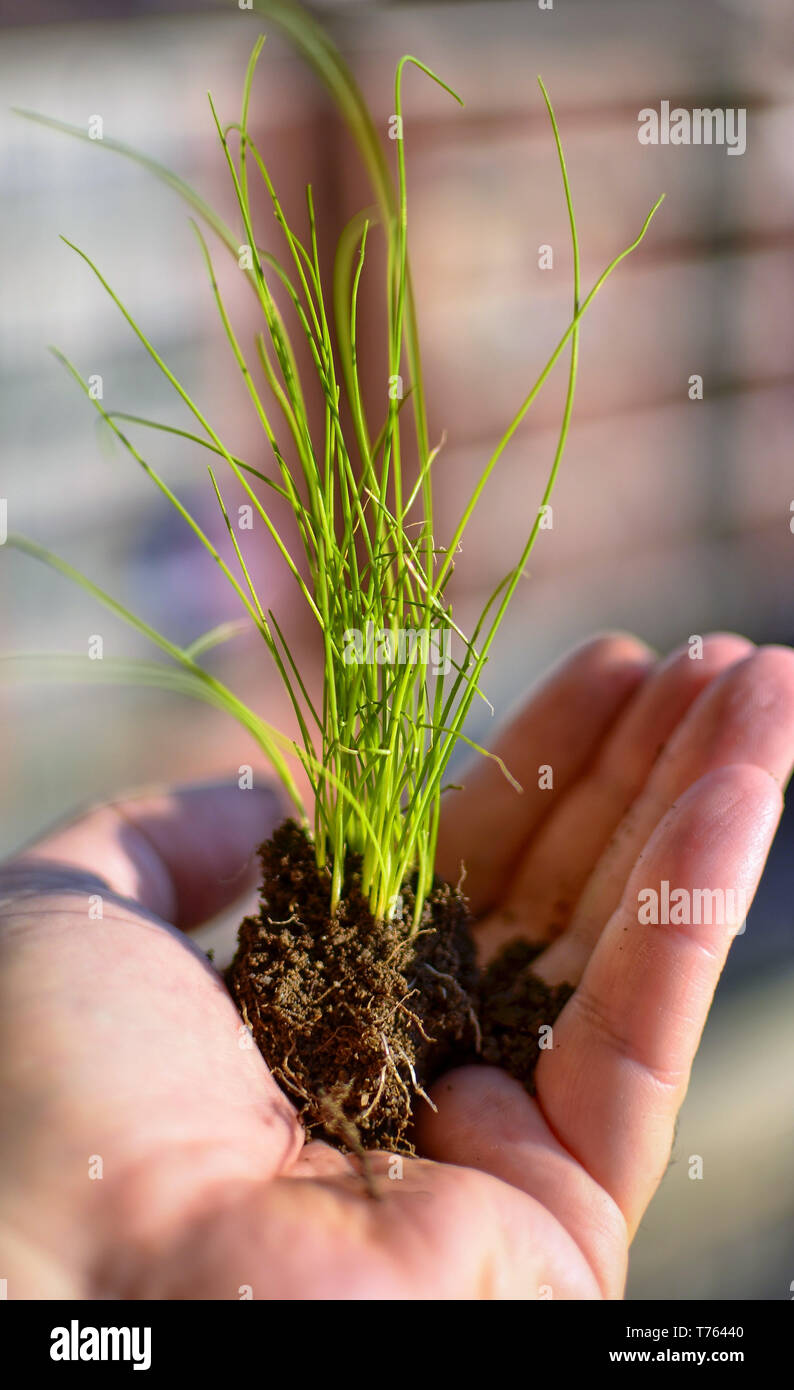The Hand Of The Caucasian Man Holds A Clod Of Earth With A Chive Seedling Selective Focus On The Plant And Indistinguishable Blurred Background Stock Photo Alamy