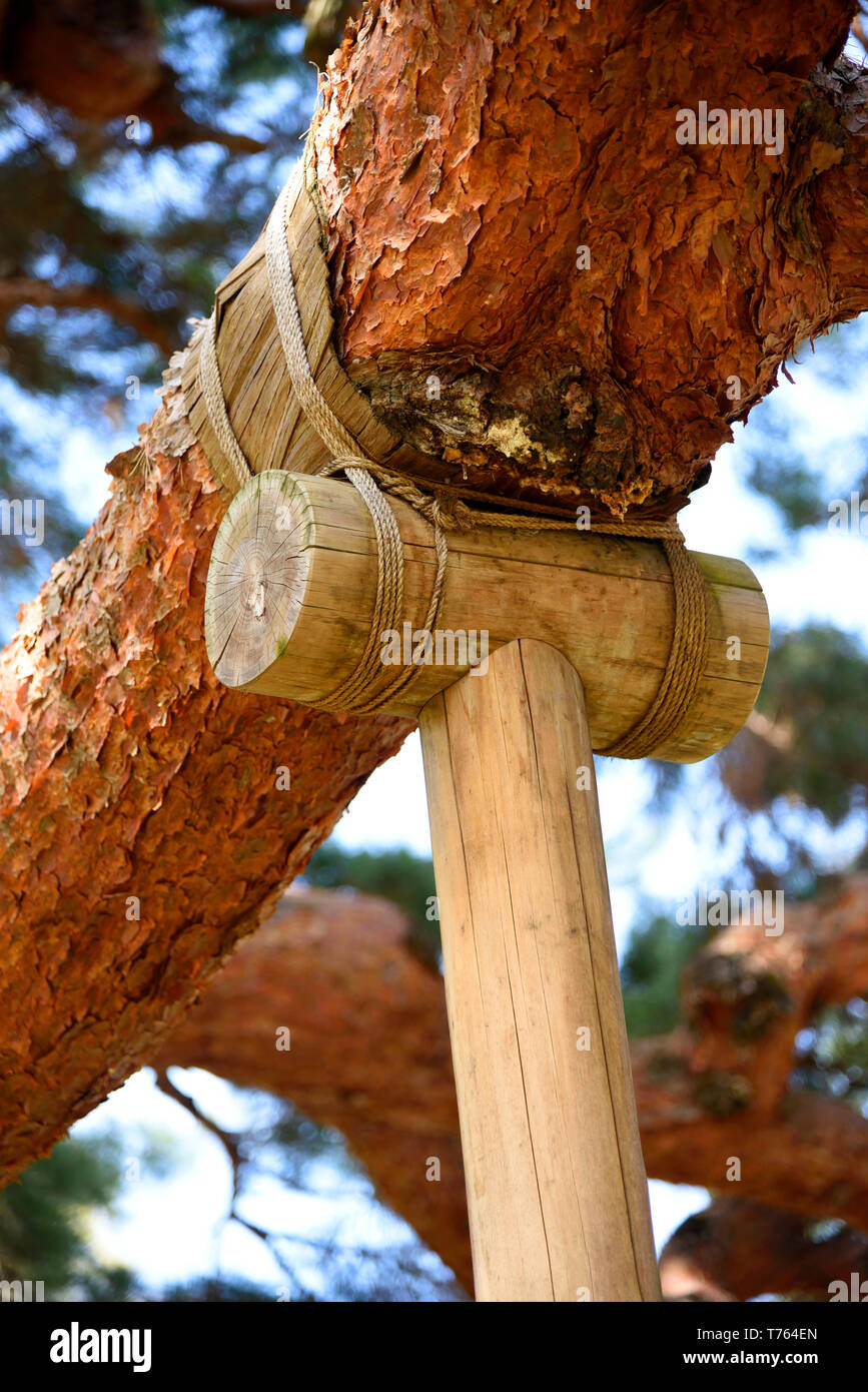 Tree Support Japan High Resolution Stock Photography and Images Alamy