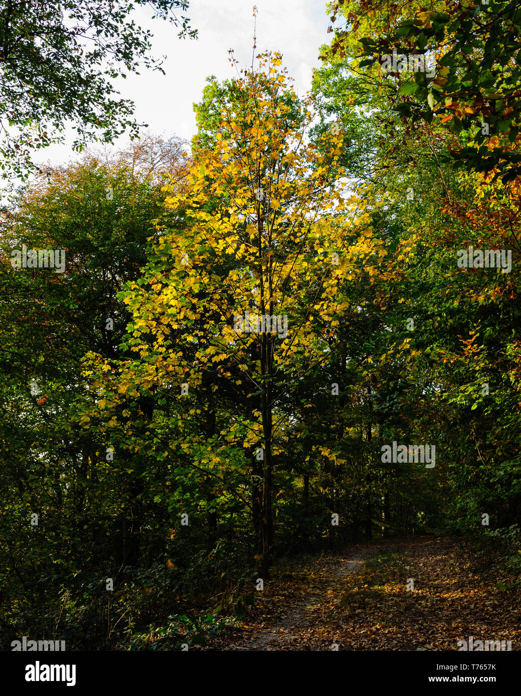 Beautiful and colourfull Autumn leafs in germanies deep forests captured on a bautiful autumn day with rich contrasts Stock Photo