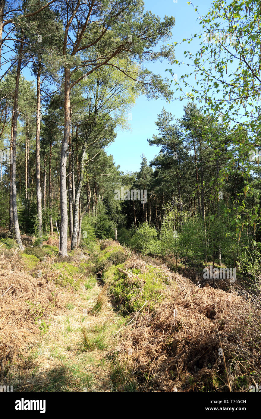 Trees in clearing in Boltby Forest near Sneck Yate Bank, Boltby, Thirsk