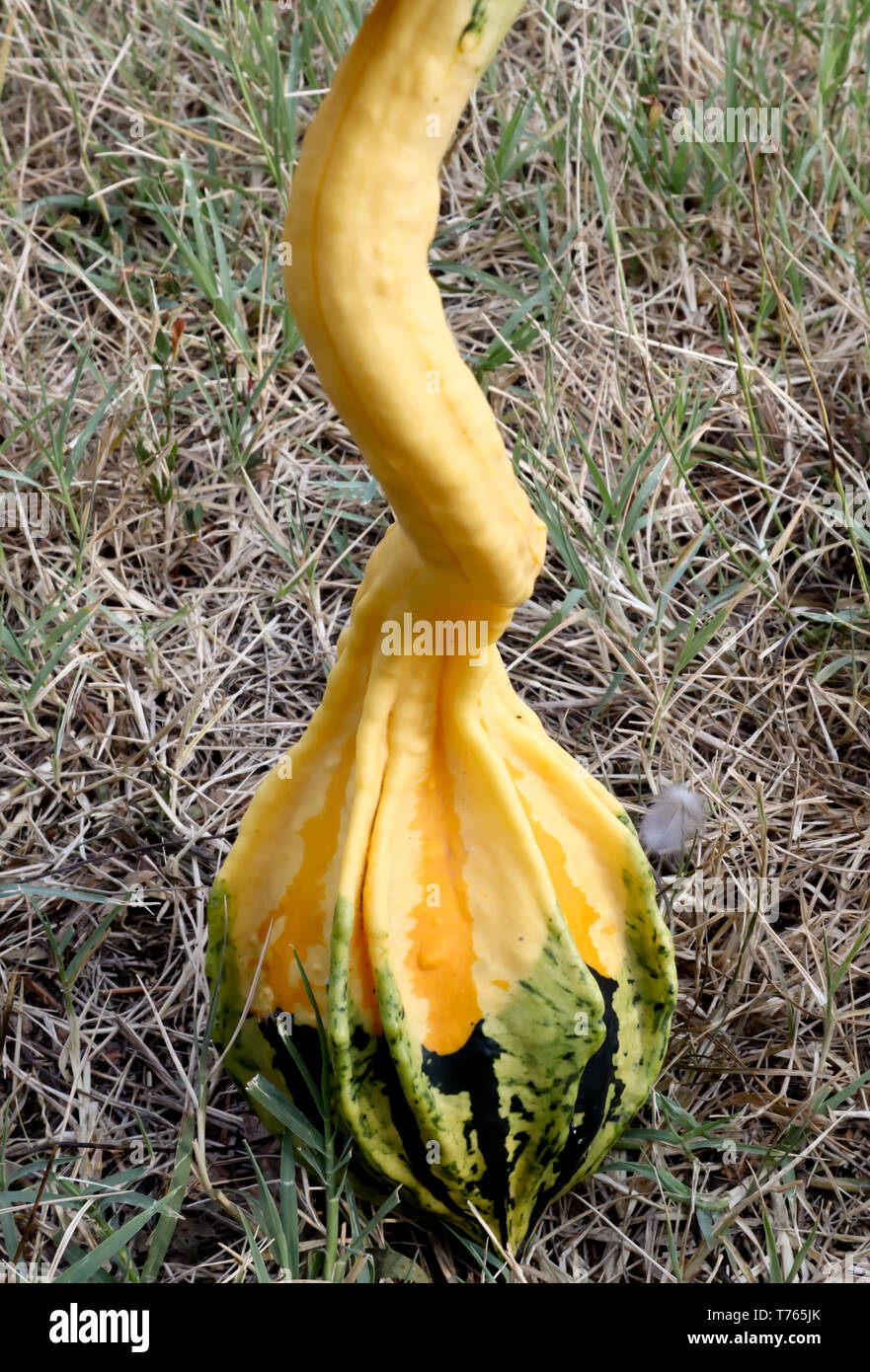 Mini Jourds Growing Gourds High Resolution Stock Photography and Images - Alamy