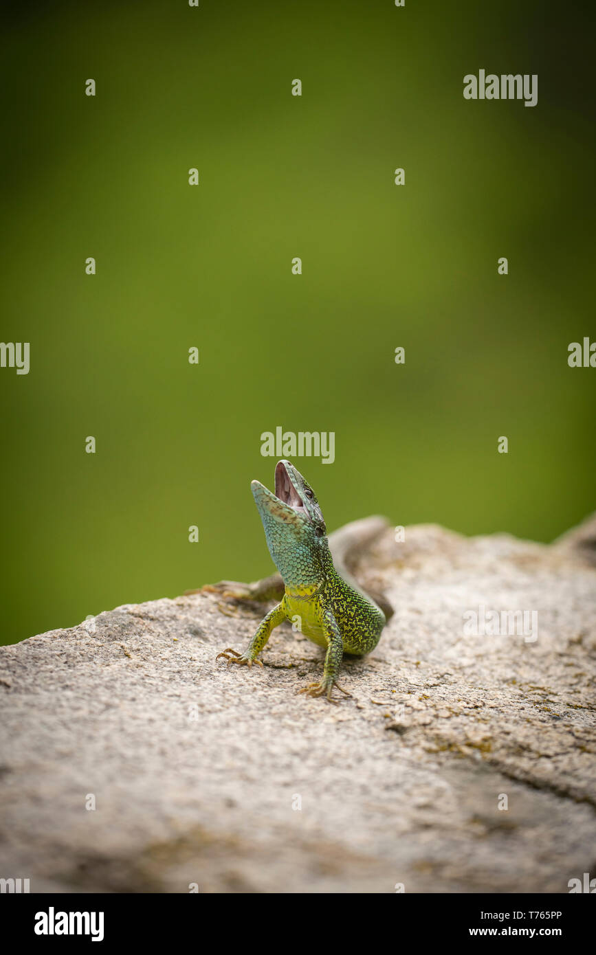 Eastern green lizard, Lacerta viridis,basking on rocks. Stock Photo