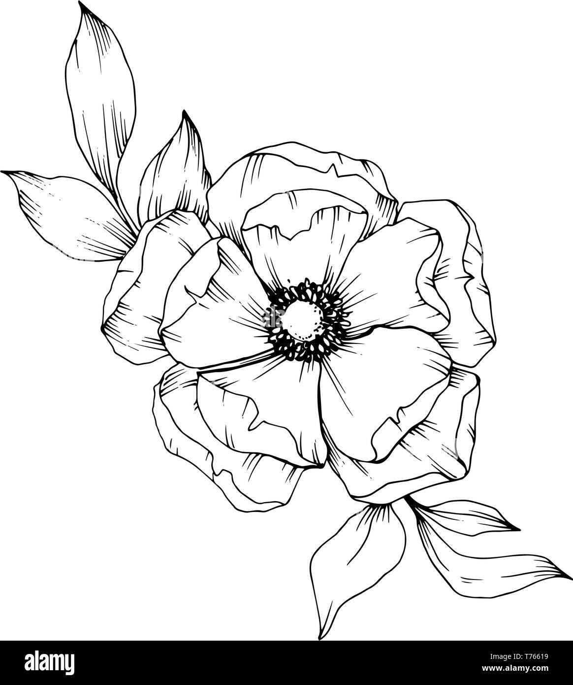 Vector Anemone floral botanical flowers. Black and white engraved ink ...