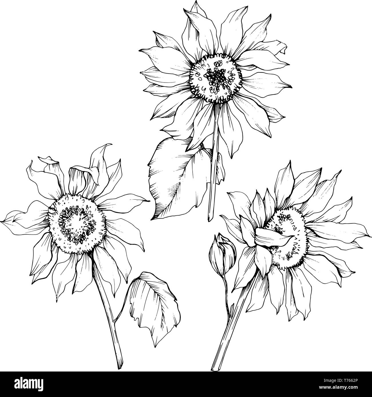 Vector Sunflower floral botanical flowers. Black and white engraved ink ...