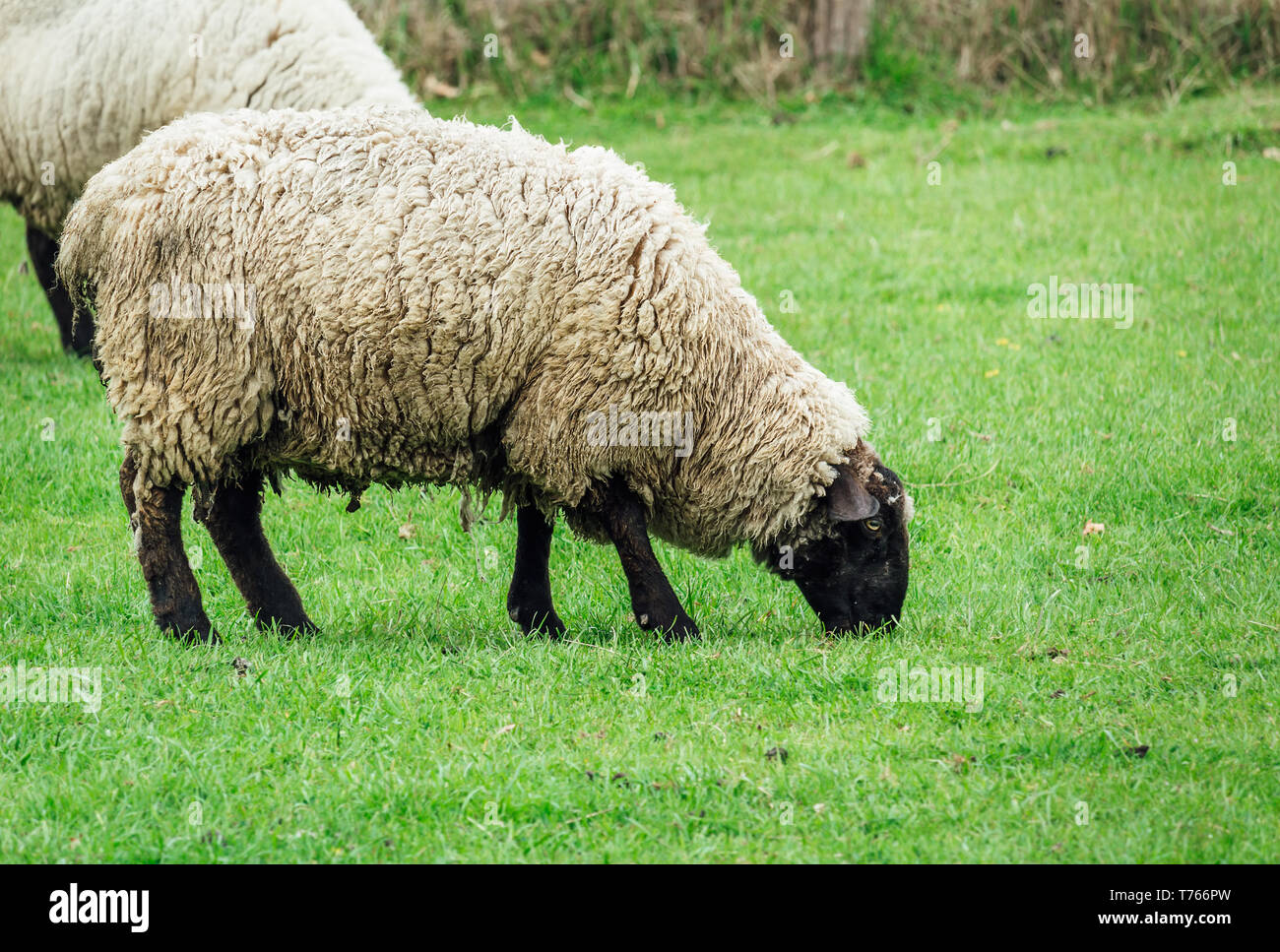 Two sheep eating green grass at spring time Stock Photo - Alamy