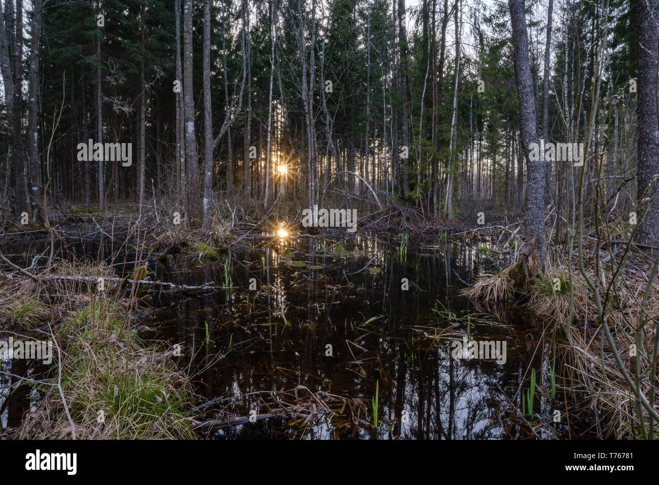 dark sun reflection in dirty pond water near forest. sun rays Stock