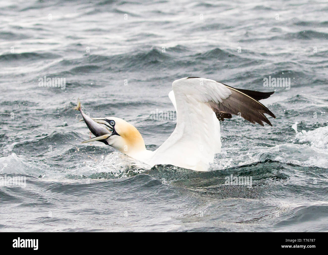 swallowing fish Stock Photo Alamy