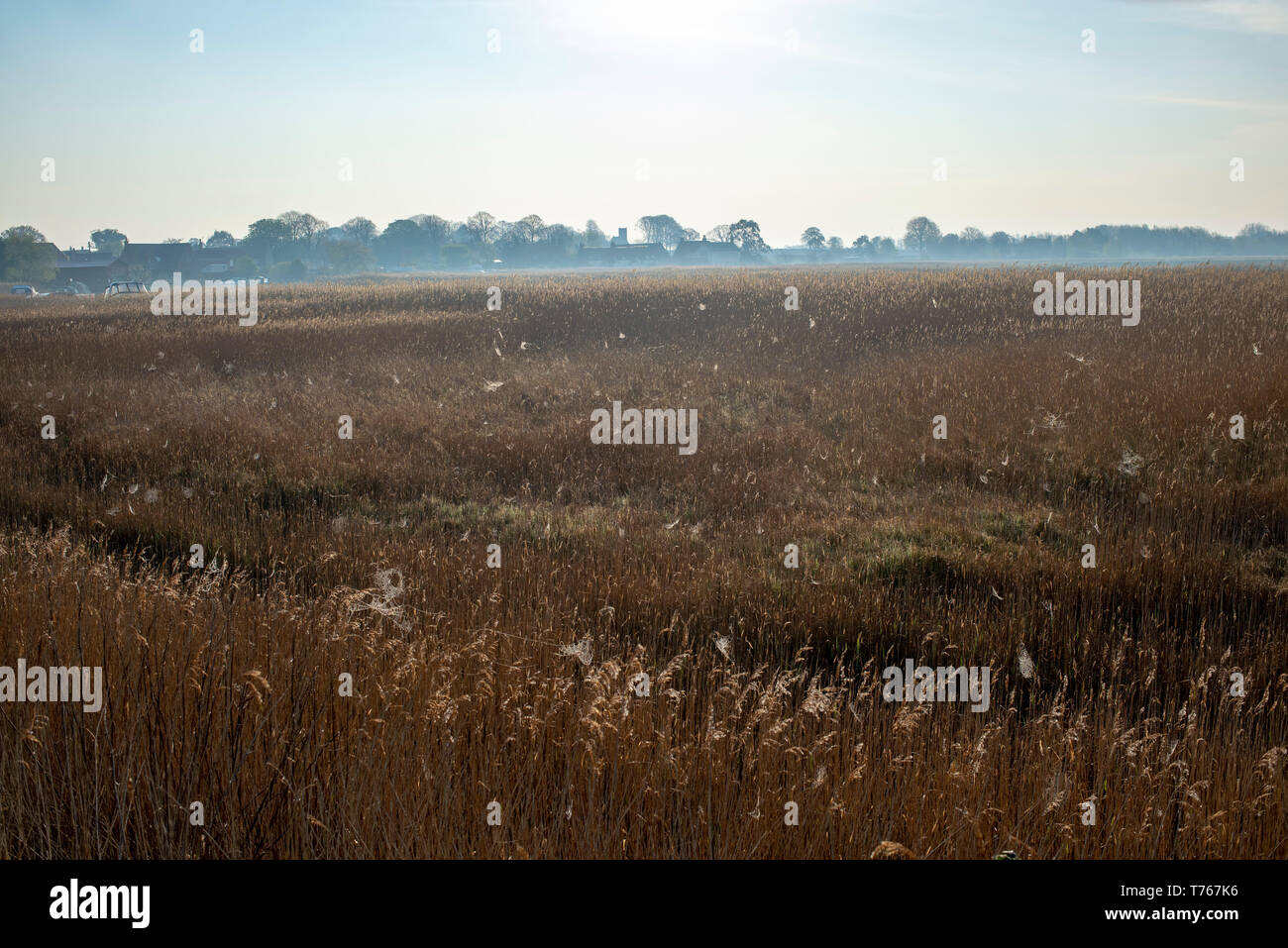 Norfolk broads reedbeds and river Stock Photo - Alamy