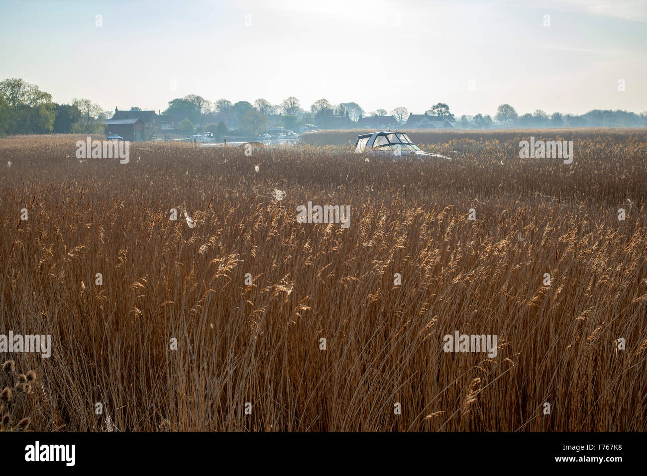 Norfolk broads reedbeds and river with launch passing Stock Photo