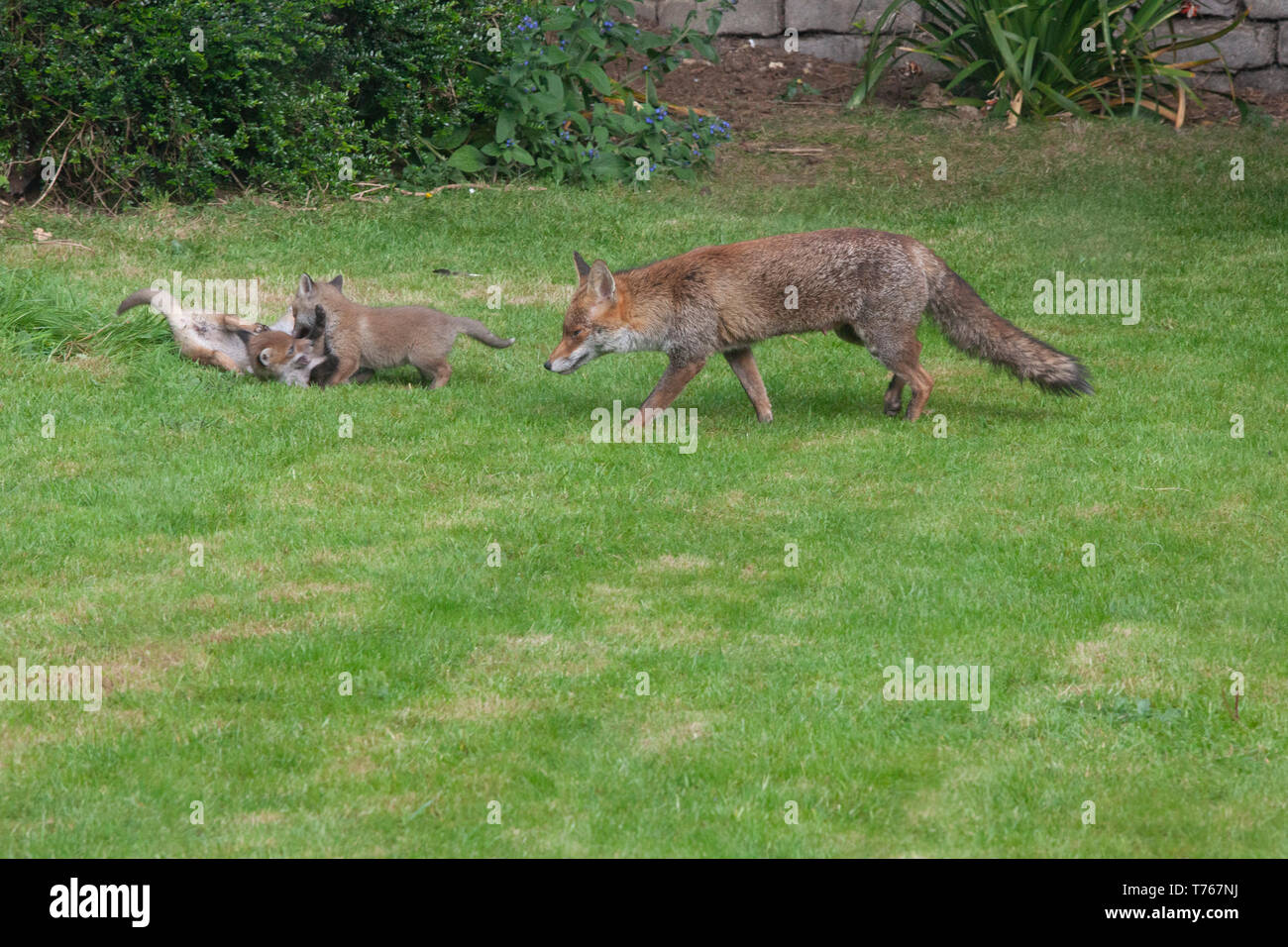A fox vixen and her cubs in a suburban garden in Clapham, south London. She has a litter of six cubs. Stock Photo