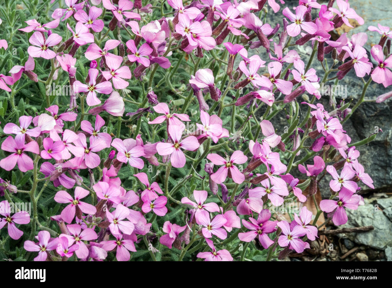 Aubrieta pinardii, Pinards wallcress Stock Photo