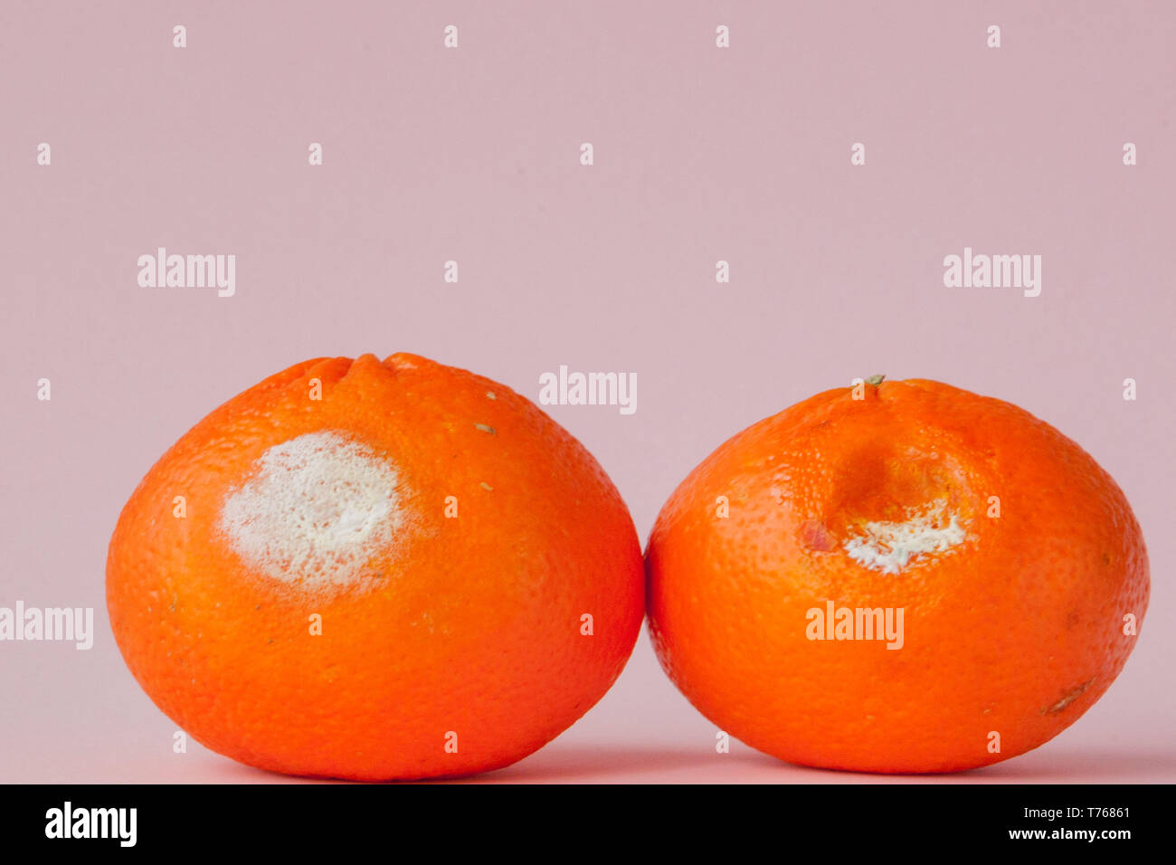 A set of rotten moldy oranges, tangerines on pink background. A photo