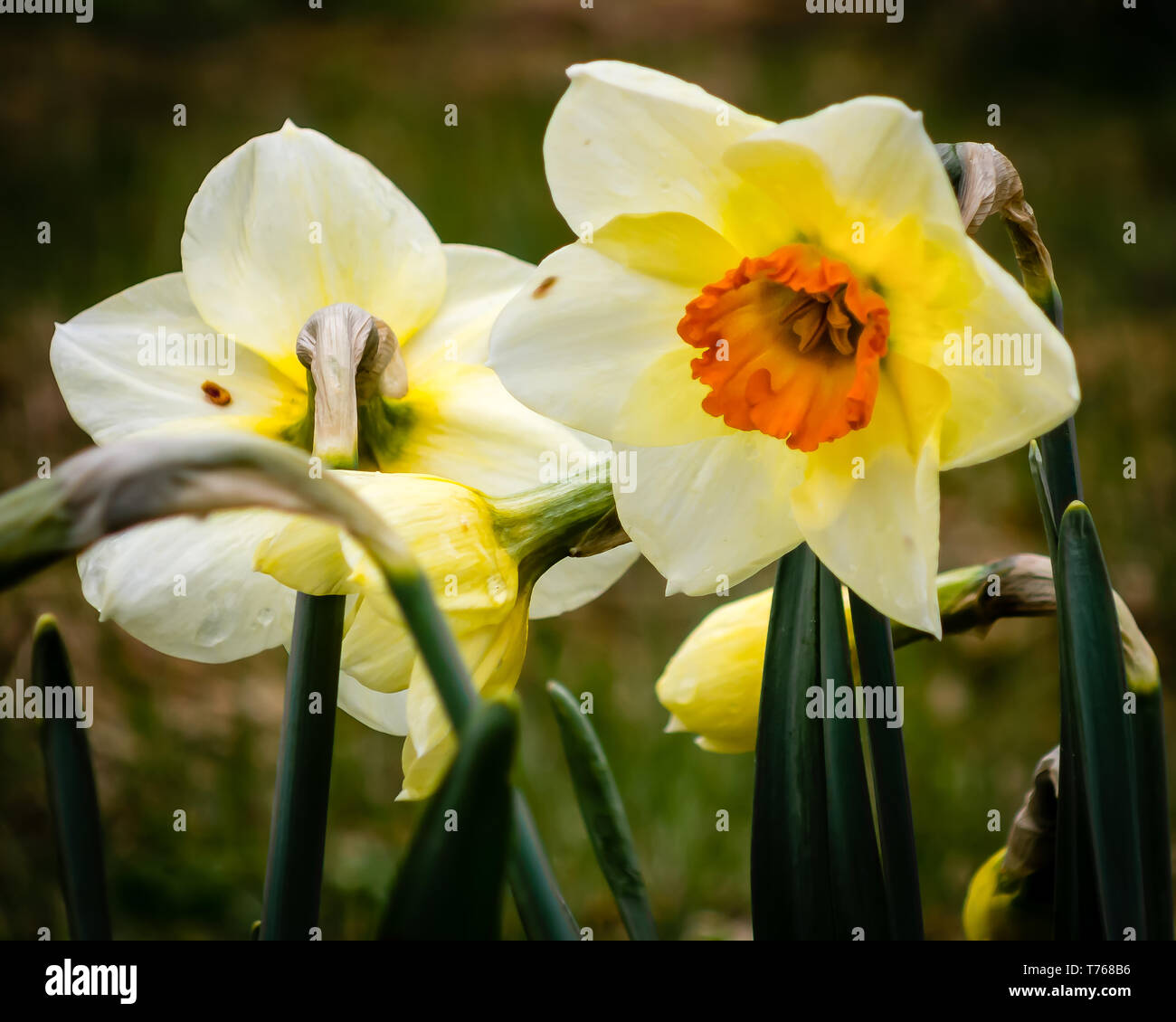 Flowering narcissus Stock Photo