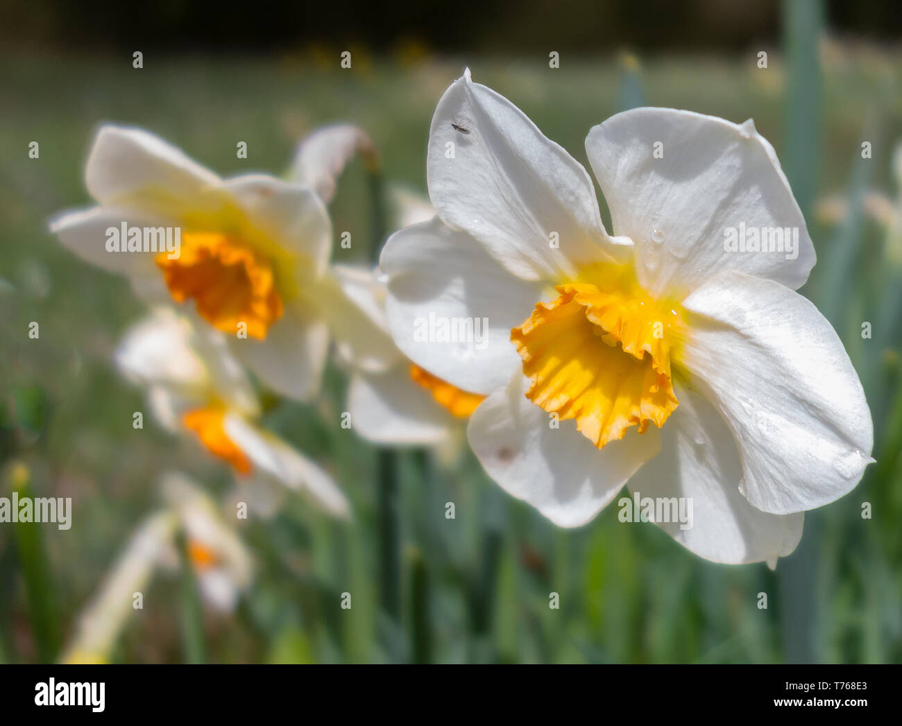 Flowering narcissus Stock Photo