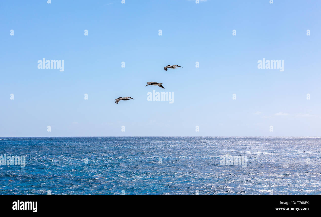 Thee pelicans in flight off the beach at Grand Fond, St Barts Stock Photo
