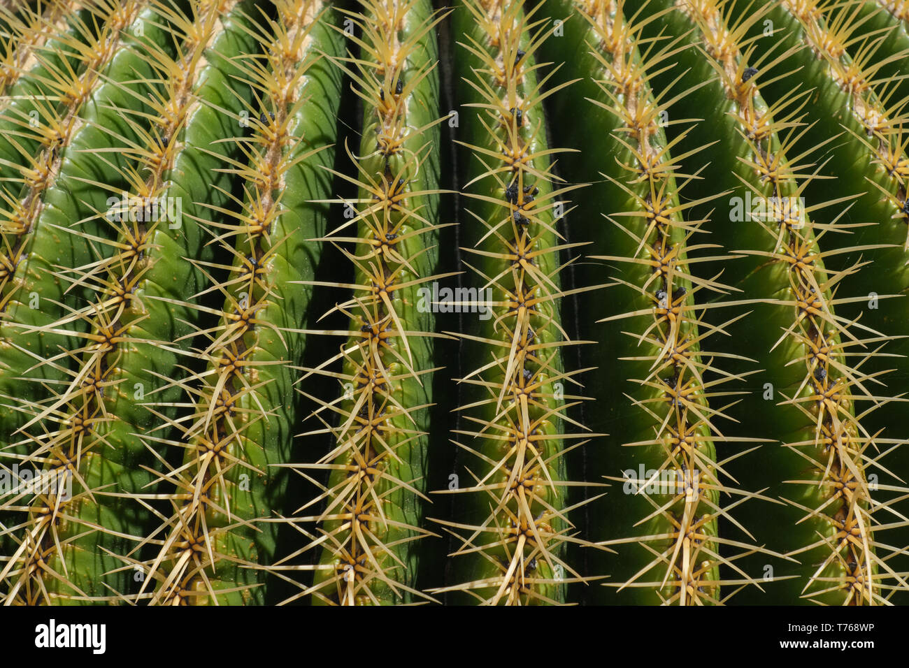 Desert sahara cactus hi-res stock photography and images - Alamy