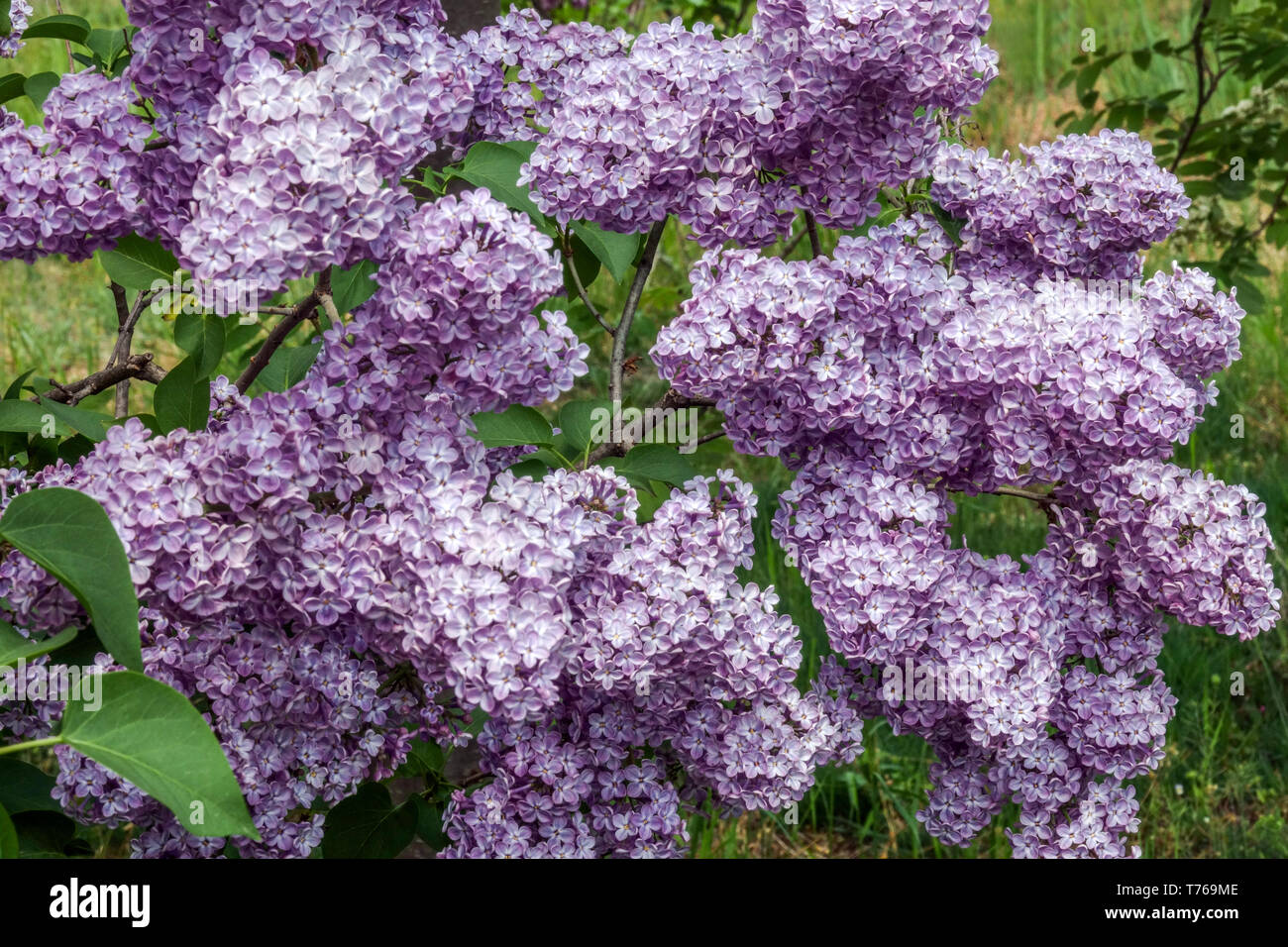 Blue lilac flower Lilacs flowers garden Stock Photo