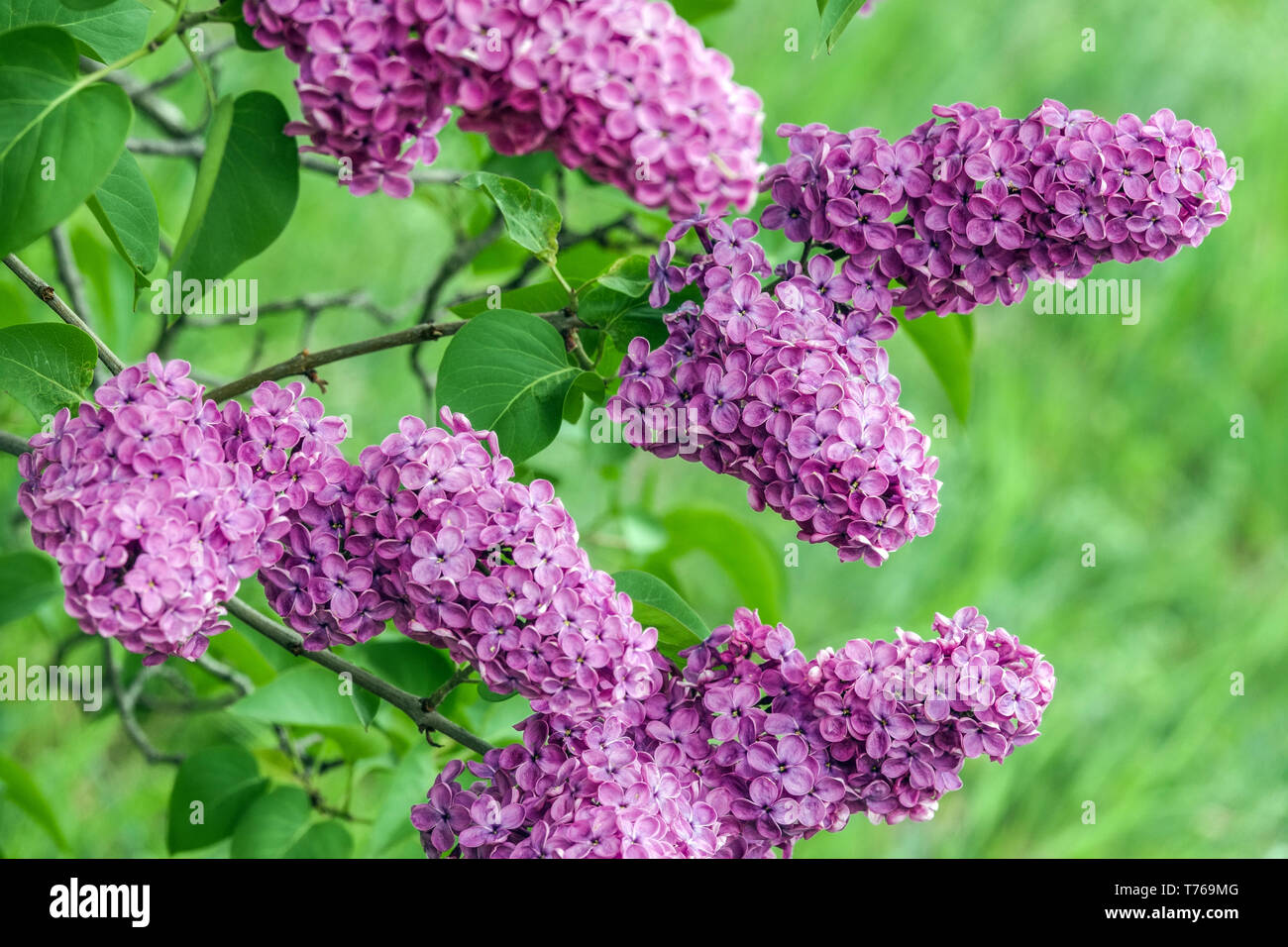 Purple lilac flower Stock Photo Alamy