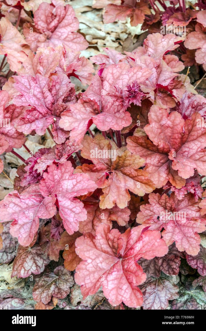 Alum Root Heuchera 'Peach Flambe' Leaves Coral Bells Garden Stock Photo