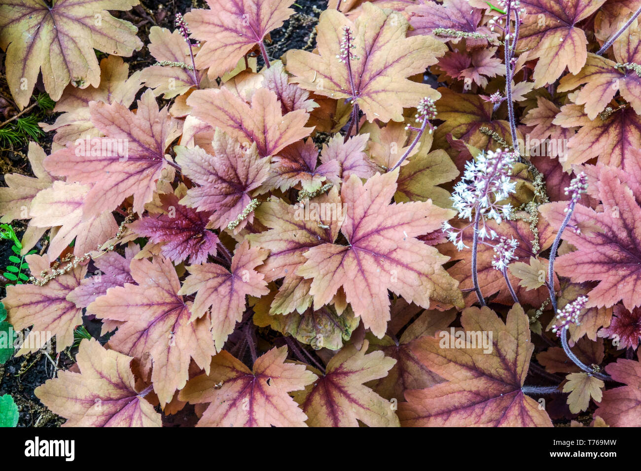 Heucherella 'Sweet Tea' ground cover plants Stock Photo