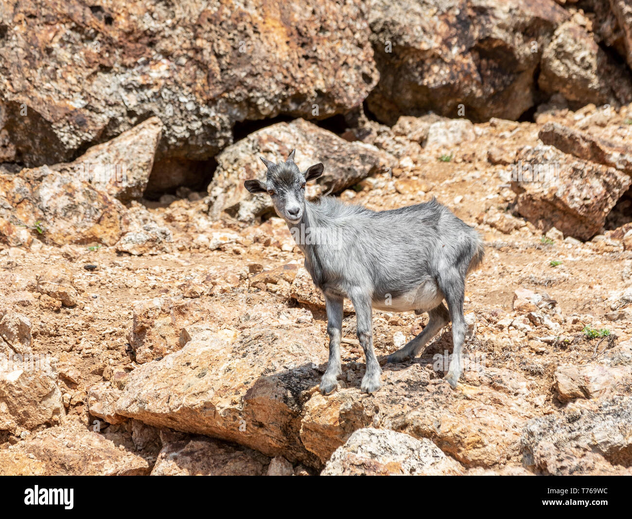 A grey adult goat standing on a rocky landscape in Grand Fond, St Barts Stock Photo