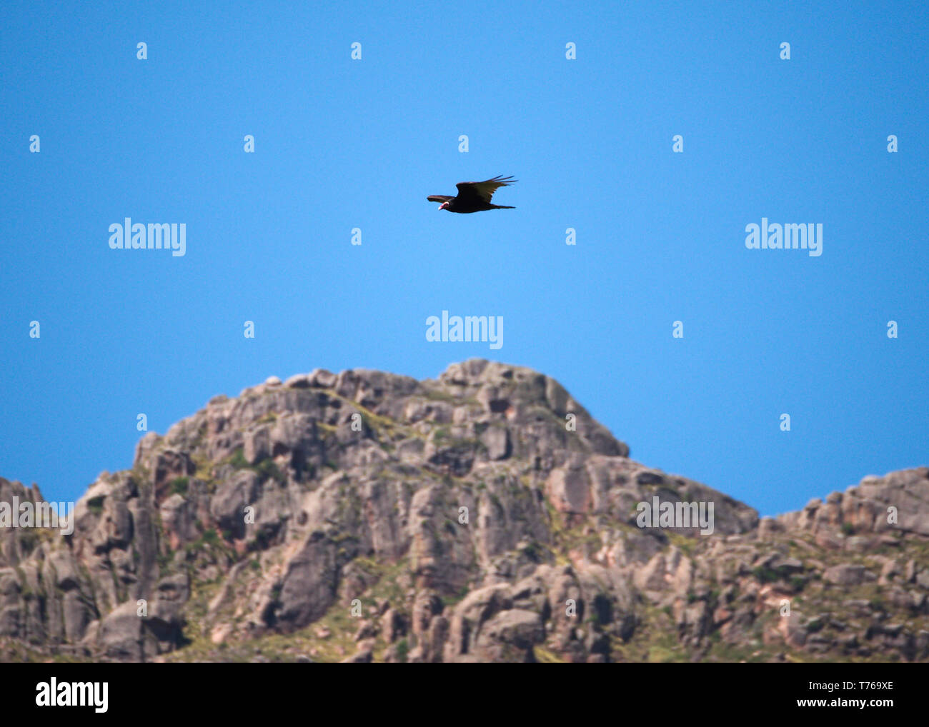 A turkey vulture (Cathartes aura) flying over the Comechingones mountains in Villa de Merlo, San Luis, Argentina. Stock Photo