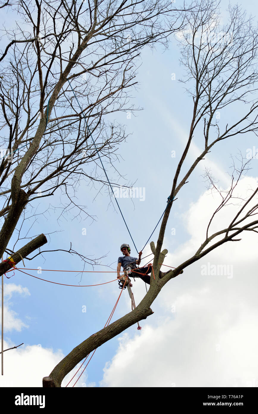 Arborist placing ropes and rig system for tree cut Stock Photo Alamy