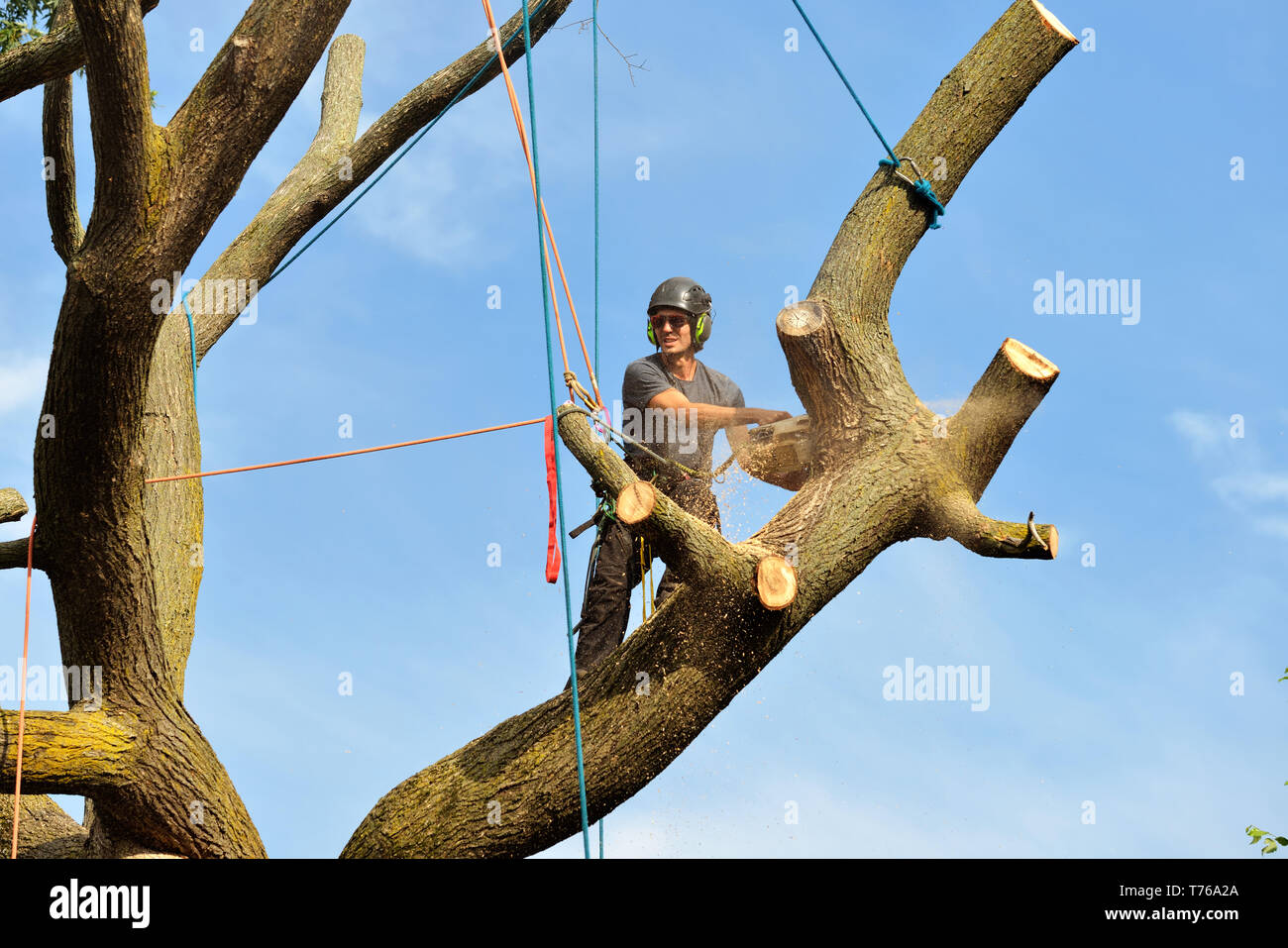Professional arborist climbing and dismantling tree with chainsaw