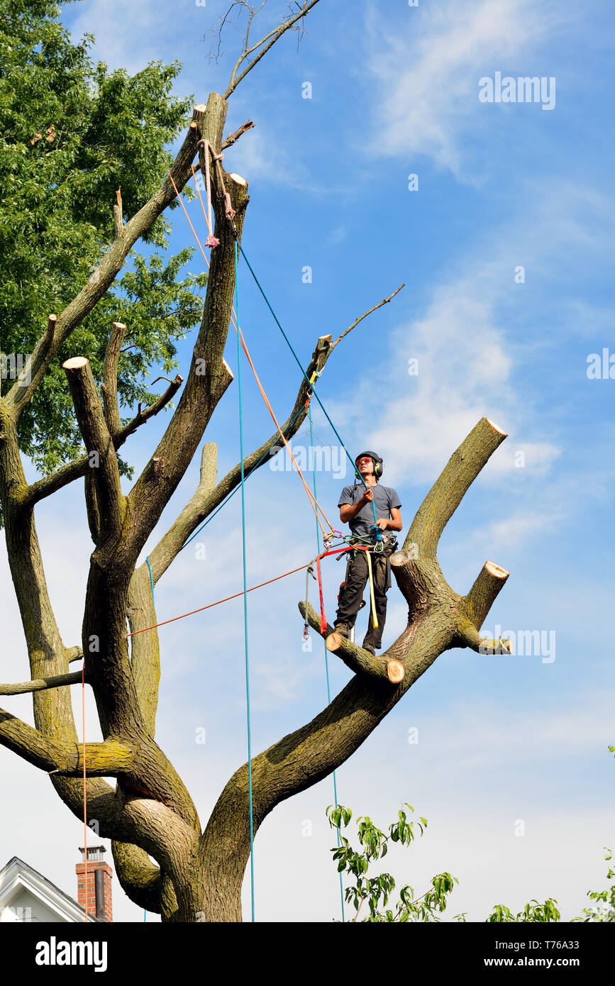 Arborist climbing tree and placing ropes for tree removal. Professional climber with chainsaw, harness, helmet, safety glasses and protective gear. Stock Photo