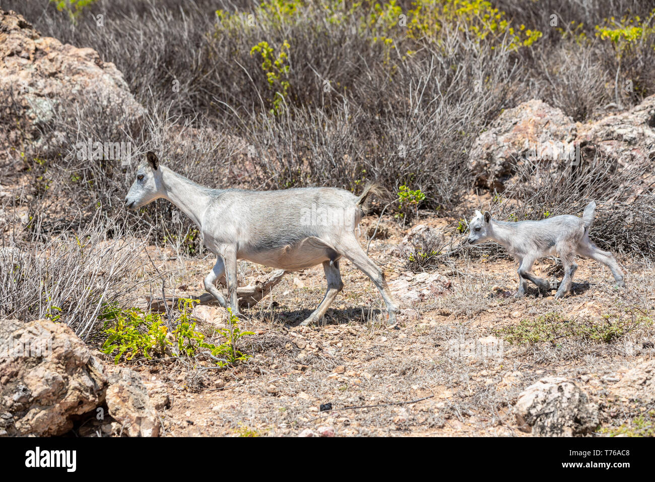 Goats at Grand Fond in St Barts Stock Photo