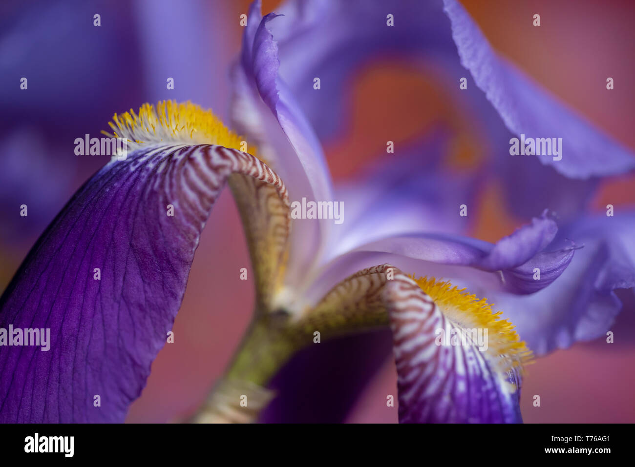 Blue purple striped flower hi-res stock photography and images - Alamy