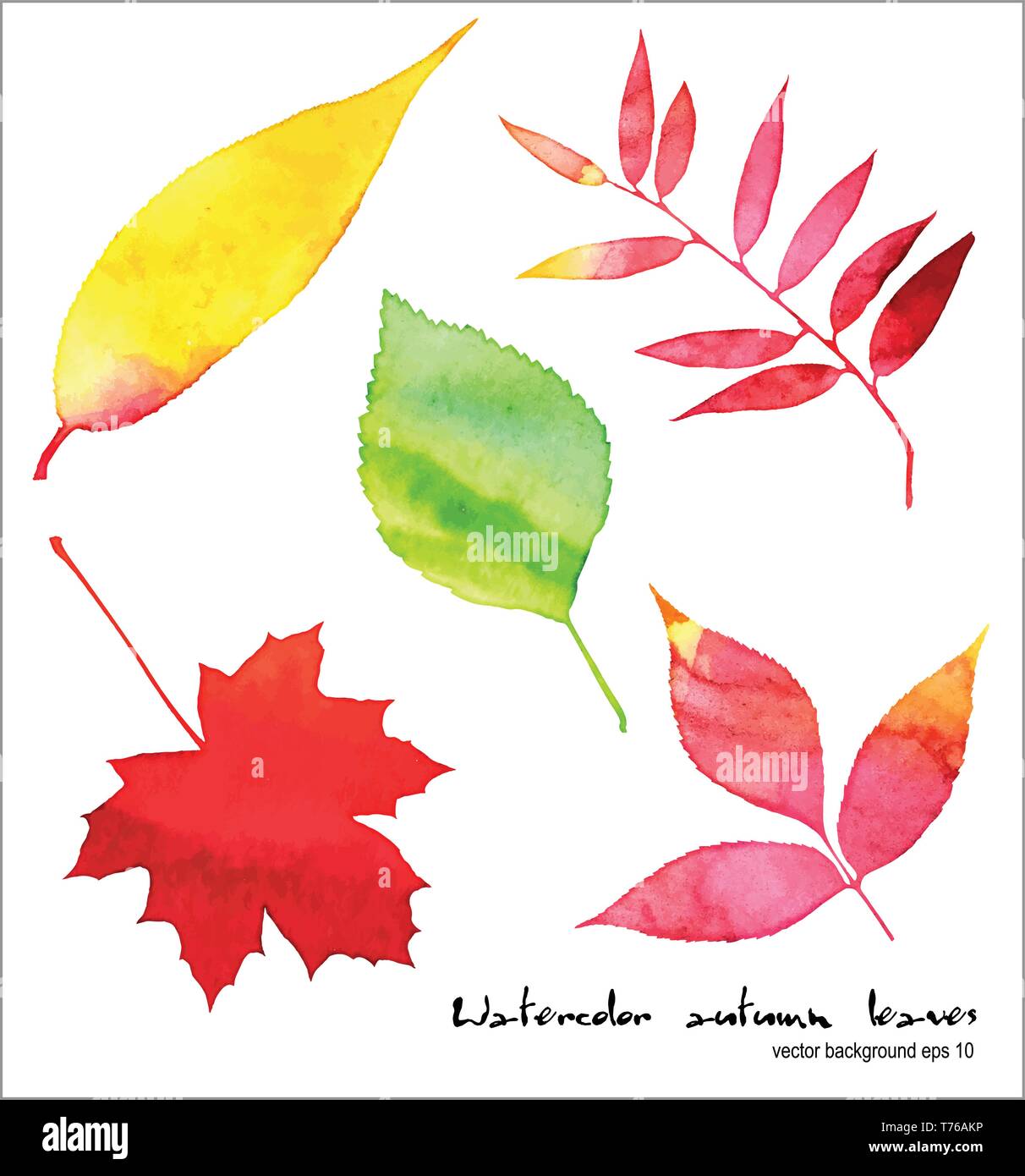 Vector watercolor autumn leaves collection Stock Vector Image & Art - Alamy