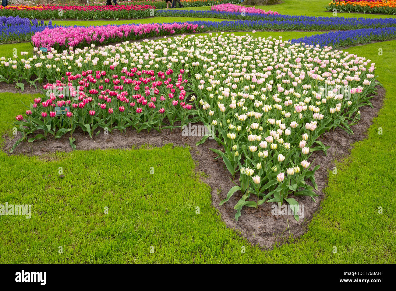 colorful tulips in a field in Holland Stock Photo - Alamy