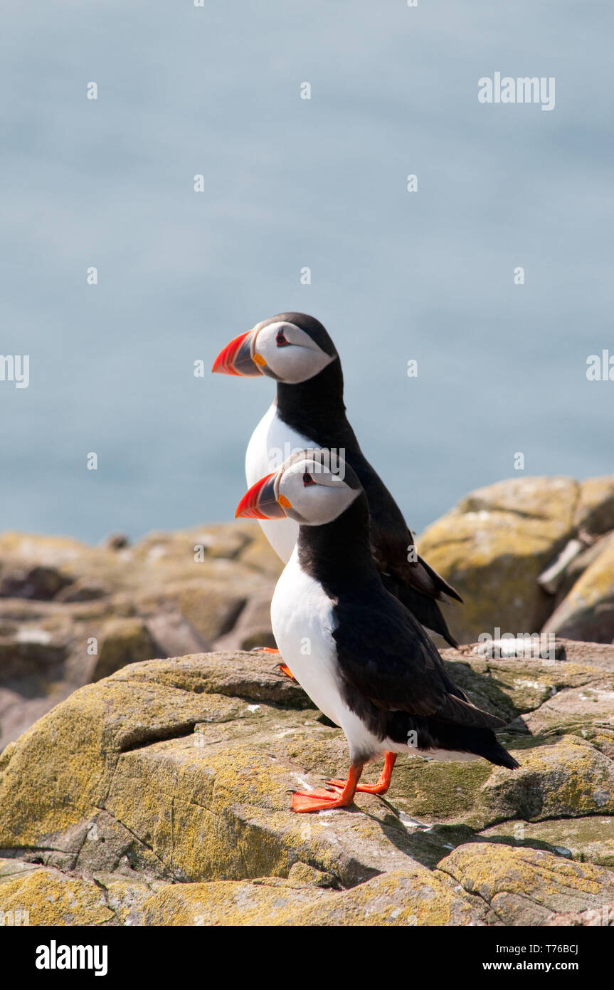 Coast coastal wildlife puffins hi-res stock photography and images - Alamy
