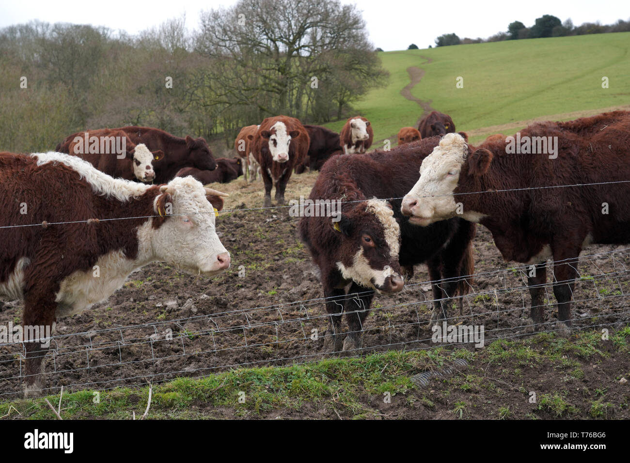 Brown cows in a field Stock Photo - Alamy