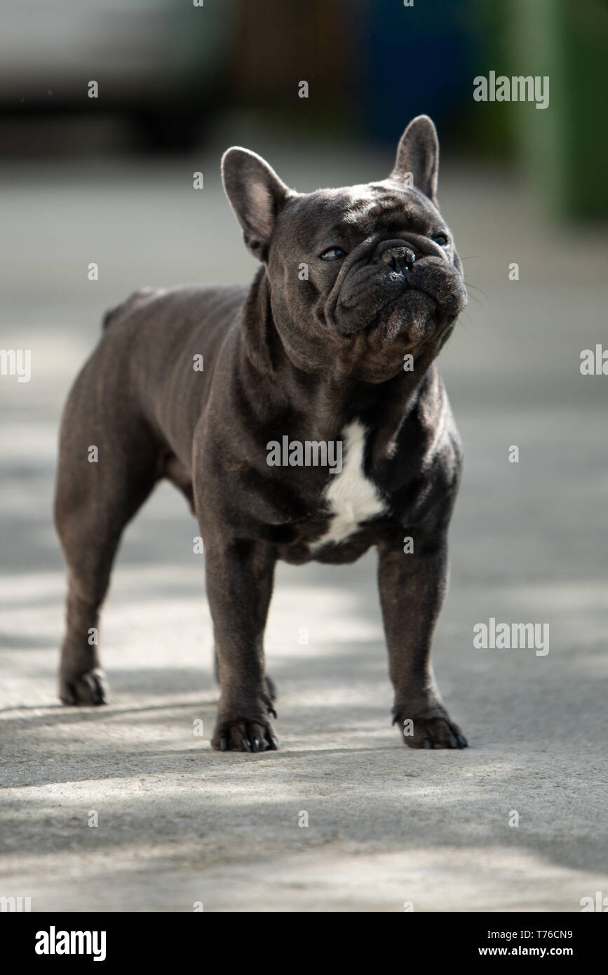 outdoor-gray-french-bulldog-making-funny-faces-while-sitting-up