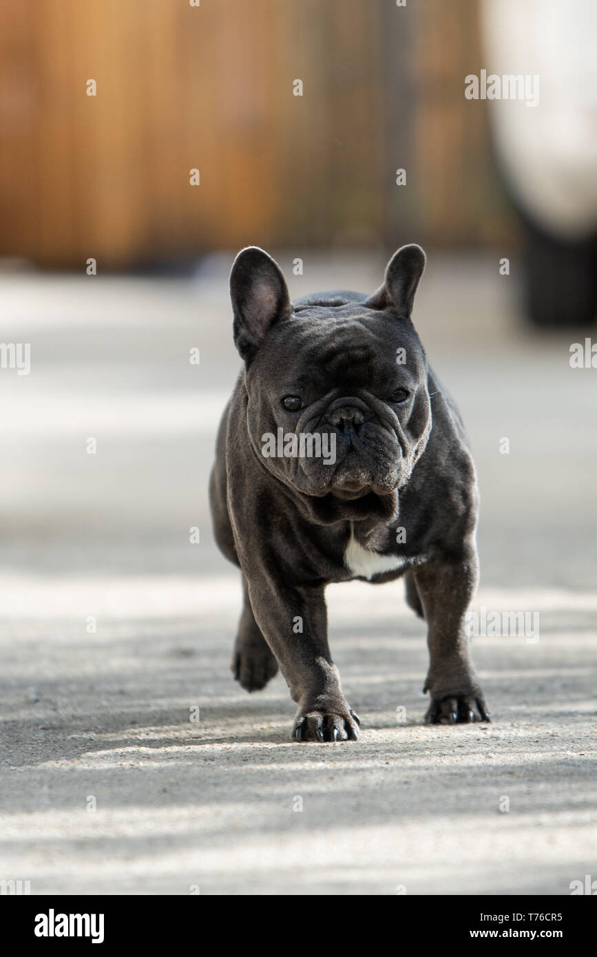 Can Puppies Run On Pavement