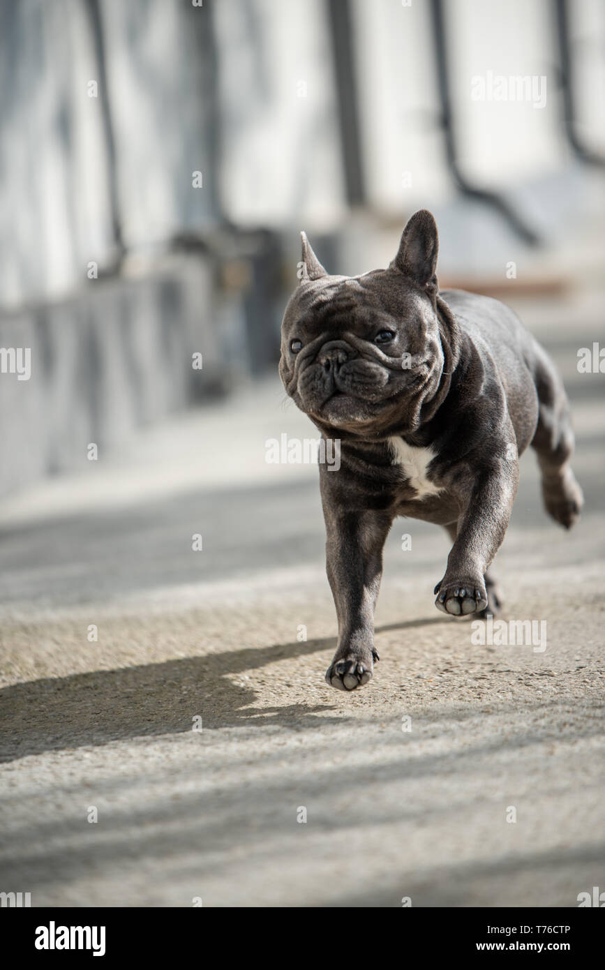 Can Puppies Run On Pavement