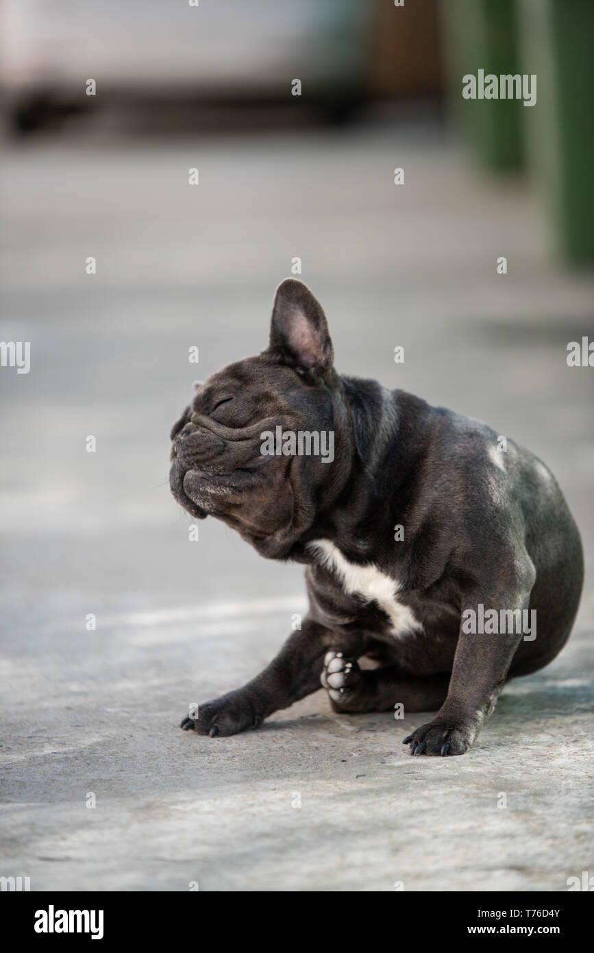 French best sale bulldog scratching