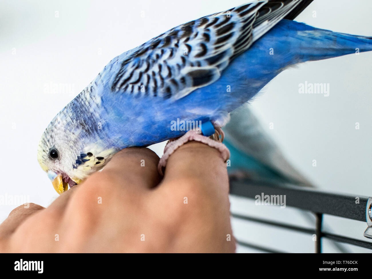Blue Bubi budgie in portrait photo with yellow head Stock Photo - Alamy