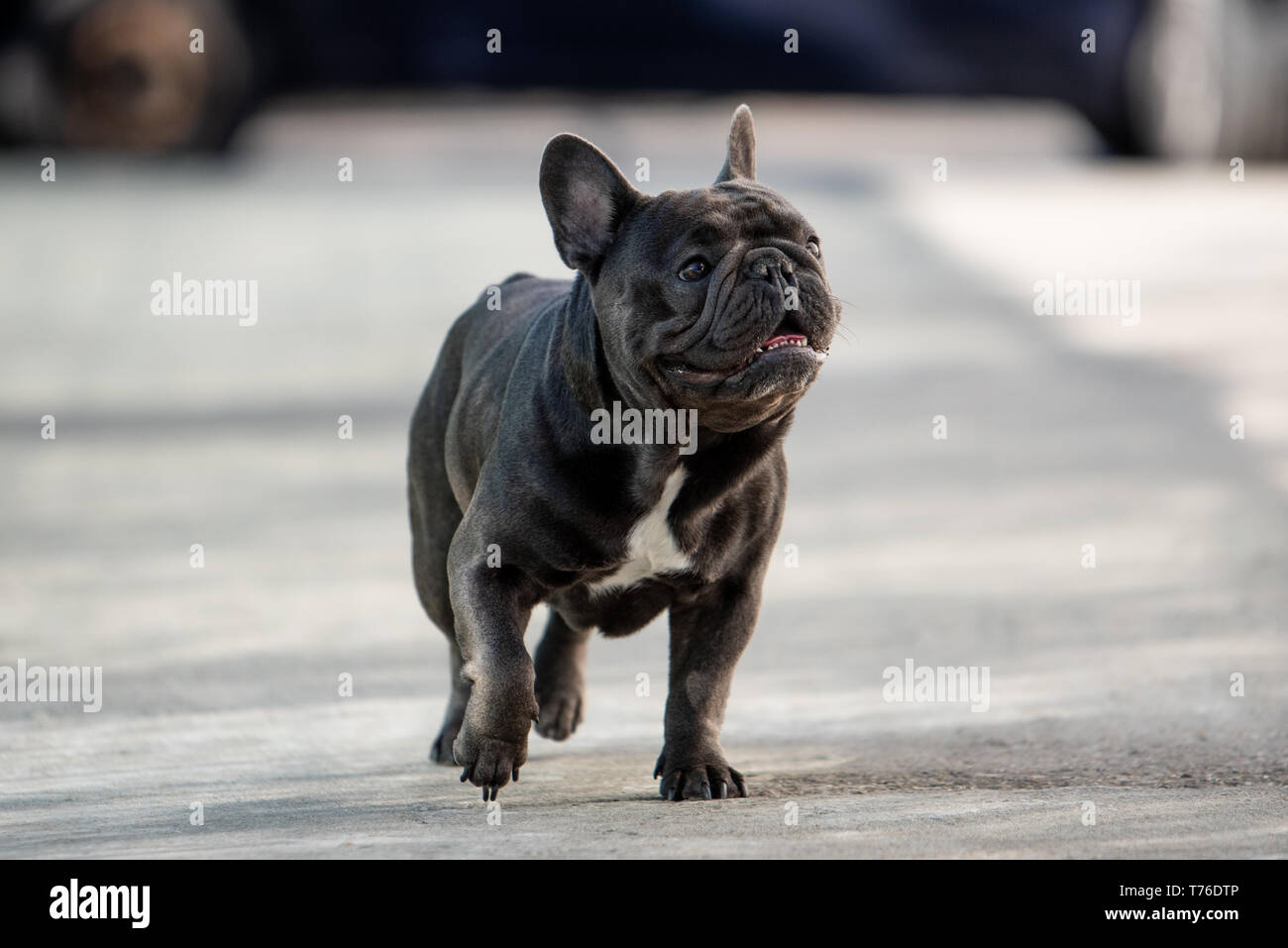 Cute french bulldog puppy walking free on the pavement in front of the  house. Purebreed cute domestic mammal Stock Photo - Alamy