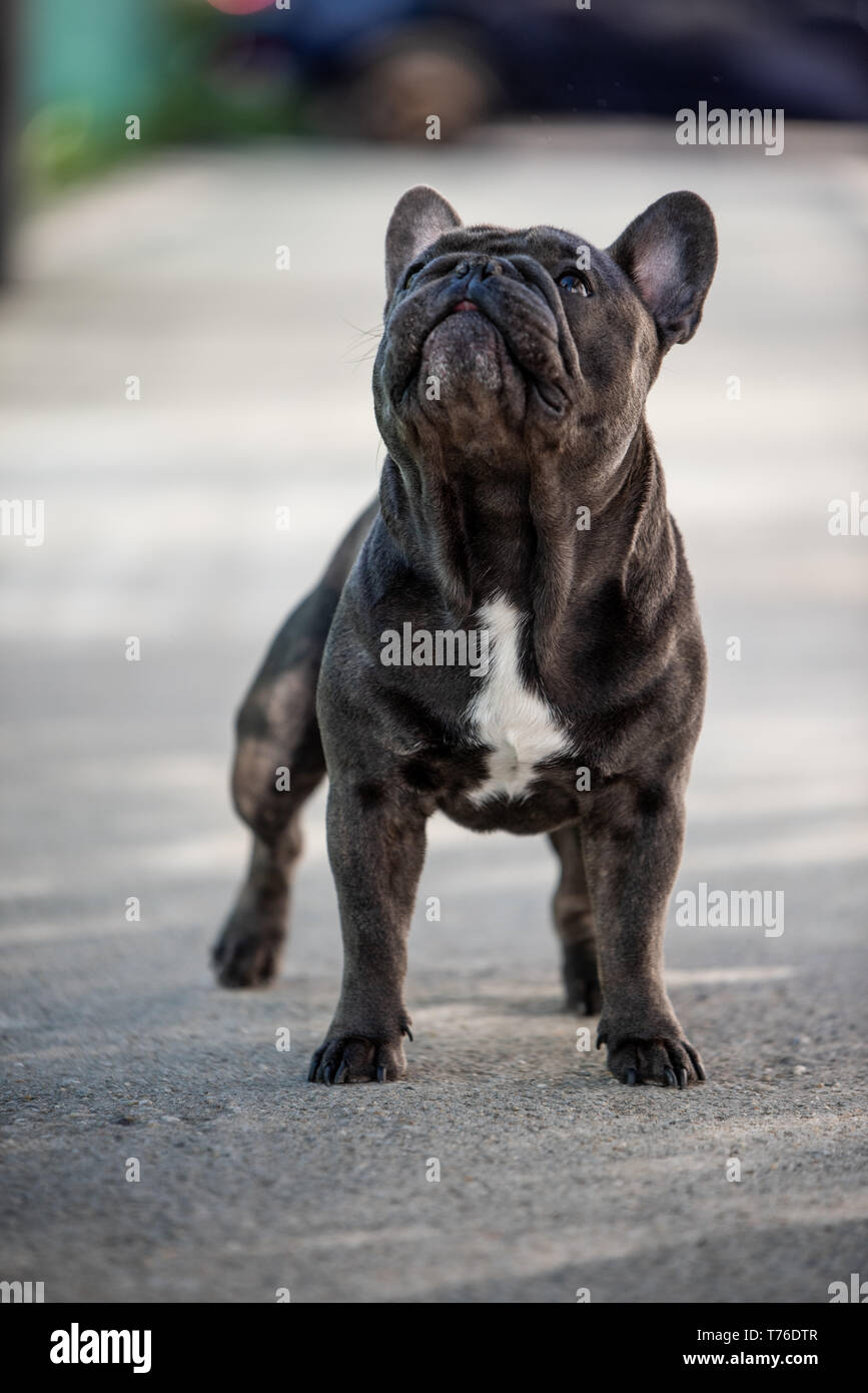 French bulldog puppy looking up while outside. Shot in natural light Stock Photo