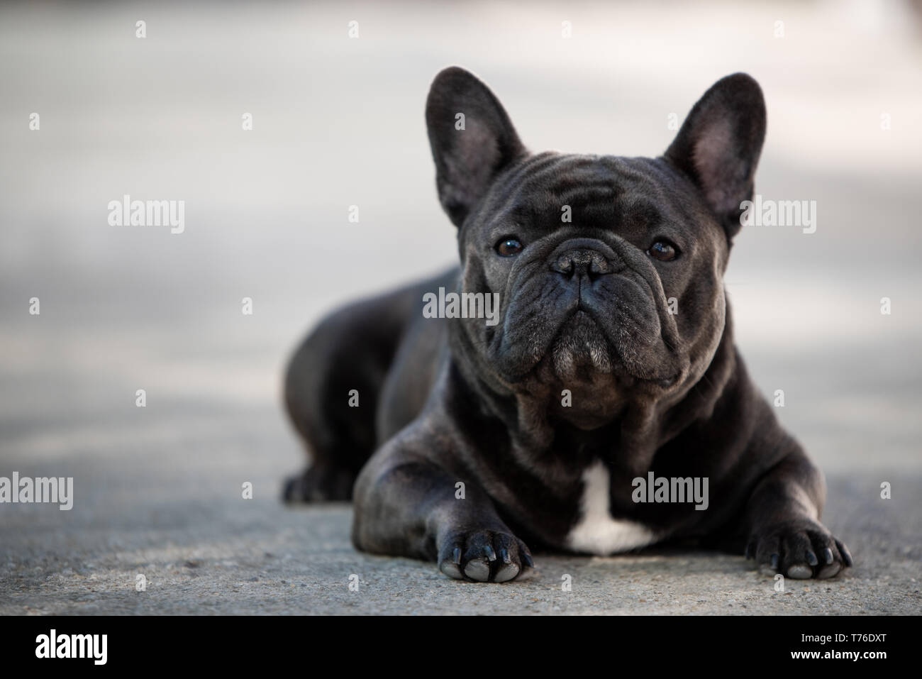 pure french bulldog
