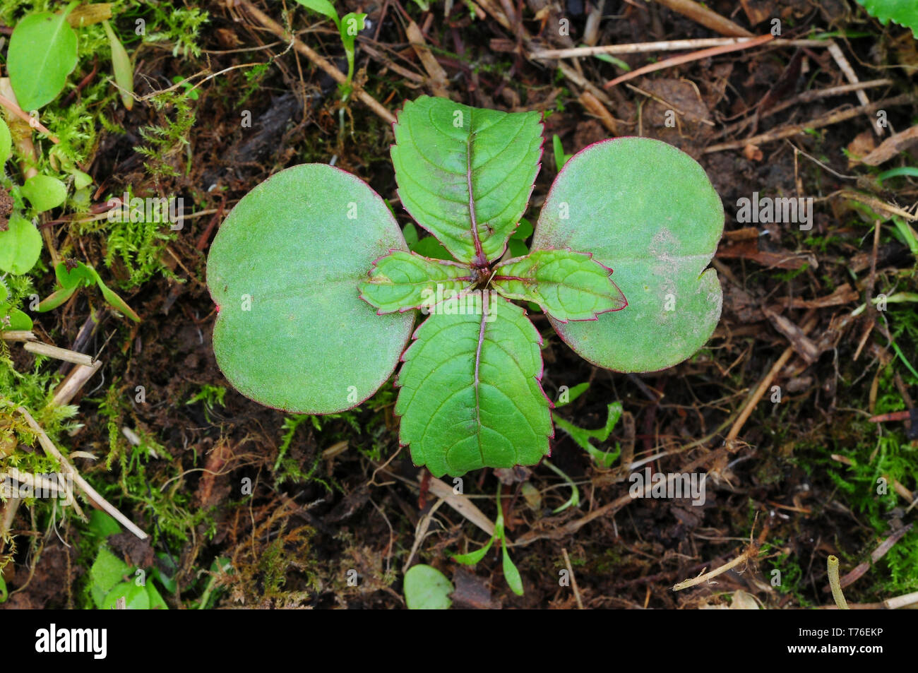 Indian or Himalayan balsam seedling. Dorset, UK Stock Photo