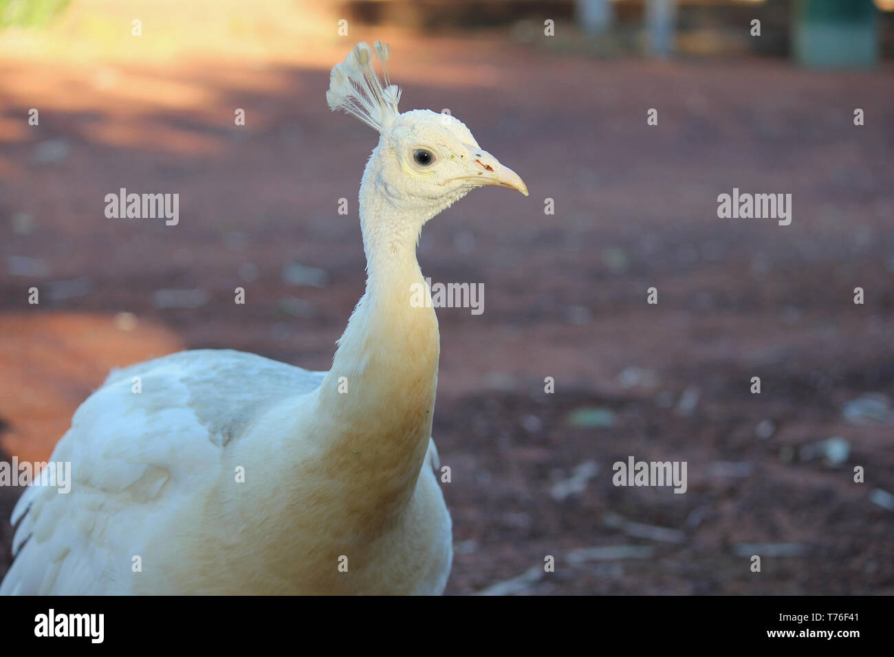 Portrait of a white Peafowl Stock Photo