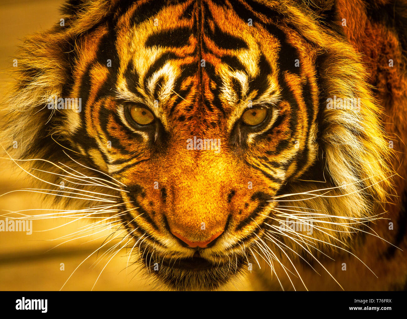 Tiger (Sumatran) / Panthera tigris sumatrae at Dudley Zoo UK Stock Photo