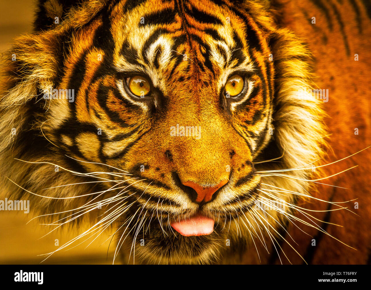 Tiger (Sumatran) / Panthera tigris sumatrae at Dudley Zoo UK Stock Photo